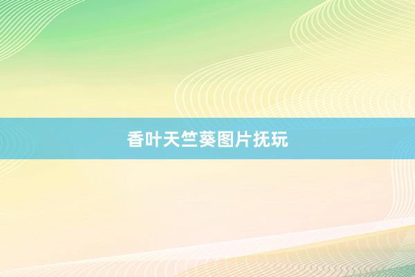 香叶天竺葵图片抚玩